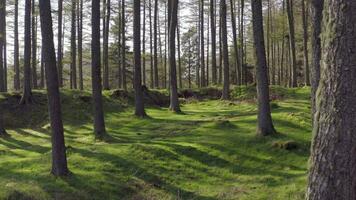 vuoto verde foresta a tramonto lento dolly tiro video