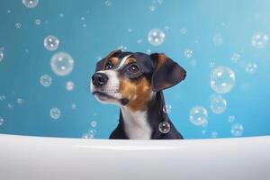 Washing pet. Cute dog in bath on blue background. photo