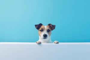 Washing pet. Cute dog in bath on blue background. photo