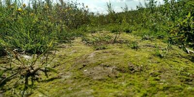 Green moss on the ground. Old tree and young grass. Spring nature. photo