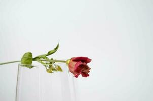 Two flowers and the glass on the white background. Space for text. photo