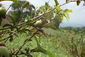 guayaba son en el árbol rama foto