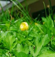 pinto peanut plant in a garden photo