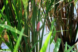 pink slug eggs between green rice stalks in paddy fields photo