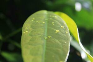 Closeup of young leaf melinjo in yellowish green color photo
