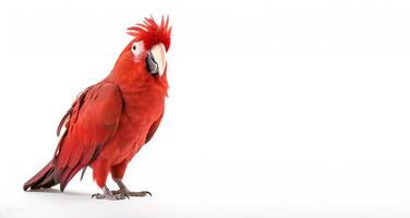 cockatoo portrait studio on white background and copy space. photo