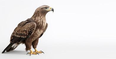 eagle portrait studio. isolated on white background with copy space, photo