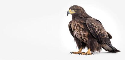 eagle portrait studio. isolated on white background with copy space, photo