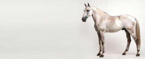caballo retrato estudio. aislado en blanco antecedentes con Copiar espacio. generativo ai foto
