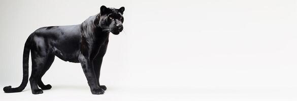 panther portrait studio. isolated on white background with copy space, photo