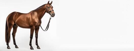 horse portrait studio. isolated on white background with copy space. photo