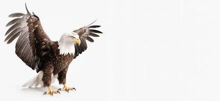 águila retrato estudio. aislado en blanco antecedentes con Copiar espacio, generativo ai foto