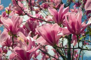 Gentle pink Magnolia soulangeana Flower on a twig blooming against clear blue sky at spring, close up photo