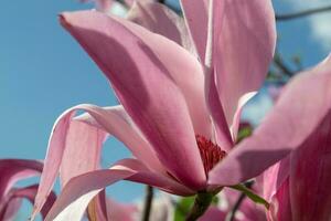 Gentle pink Magnolia soulangeana Flower on a twig blooming against clear blue sky at spring, close up photo