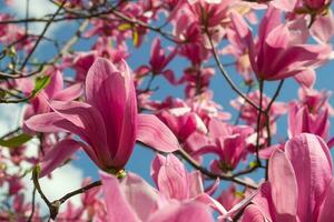 Gentle pink Magnolia soulangeana Flower on a twig blooming against clear blue sky at spring, close up photo