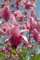 Gentle pink Magnolia soulangeana Flower on a twig blooming against clear blue sky at spring, close up photo