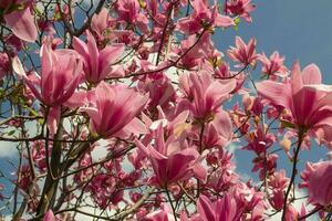 Gentle pink Magnolia soulangeana Flower on a twig blooming against clear blue sky at spring, close up photo