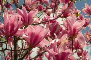 Gentle pink Magnolia soulangeana Flower on a twig blooming against clear blue sky at spring, close up photo