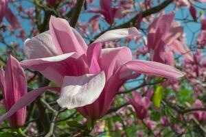 Gentle pink Magnolia soulangeana Flower on a twig blooming against clear blue sky at spring, close up photo