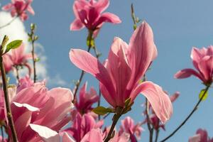 Gentle pink Magnolia soulangeana Flower on a twig blooming against clear blue sky at spring, close up photo