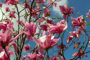 Gentle pink Magnolia soulangeana Flower on a twig blooming against clear blue sky at spring, close up photo