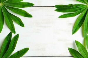 Green tropical leaves on white wooden background. photo