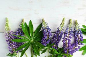Natural background. Purple and blue lupins on white backdrop. photo