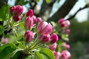 Pink and white apple blossom flowers on tree in springtime photo