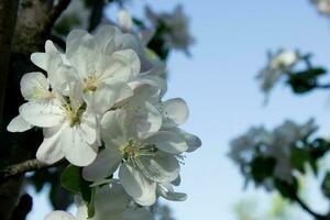 rosado y blanco manzana florecer flores en árbol en primavera foto