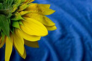 hermosa girasol cerca arriba, girasol en azul fondo,ucraniano símbolo, imprimir para postal, papel tapiz, portada diseño, cartel ,calendario,publicidad,embalaje,saludo tarjeta, amarillo flor. foto