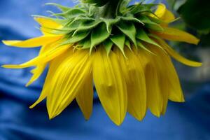 Beautiful sunflower close up,sunflower on blue background,ukrainian symbol,print for postcard,wallpaper,cover design,poster ,calendar,advertising,packaging,greeting card,yellow flower. photo