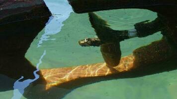 The propeller of the engine of the boat Under the  sparkling sea water video