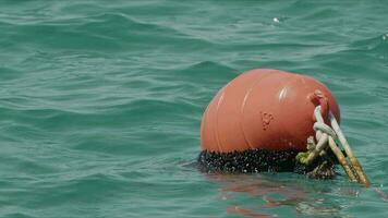 il mare boa nel puro mare acqua video