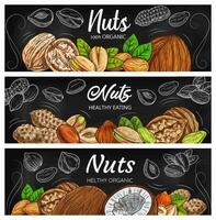 Almond, peanut, walnut and hazelnut nuts vector