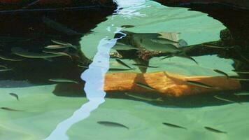 The propeller of the engine of the boat Under the  sparkling sea water video