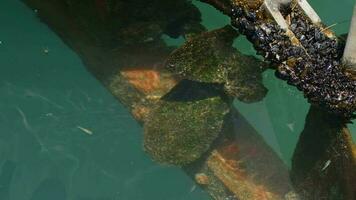 The propeller of the engine of the boat Under the  sparkling sea water video