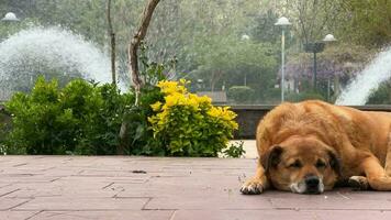 een bruin hond in park en fontein video
