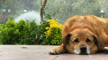 ein braun Hund im Park und Brunnen video