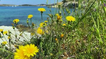 Naturel beauté plante feuilles et fleurs près le plage video