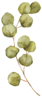 vattenfärg eukaliptus gren teckning. hand dragen illustration med eukalyptus löv. blommig ört- bild av grön växt. png