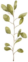 vattenfärg eukaliptus gren teckning. hand dragen illustration med eukalyptus löv. blommig ört- bild av grön växt. png