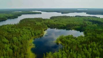 in der Luft sehen von Blau Wasser See und Grün Sommer- Wald im Finnland. video