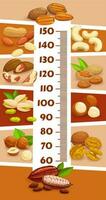 Kids height chart with cartoon nuts, cocoa beans vector