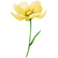 Aquarell Gelb wild Blume png