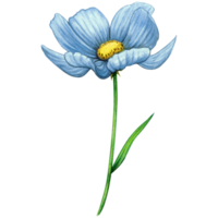 aguarela azul selvagem flor png