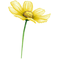 acuarela amarillo salvaje flor png