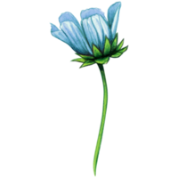 vattenfärg blå vild blomma png