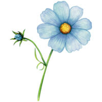 aguarela azul selvagem flor png