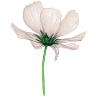 acuarela blanco salvaje flor png