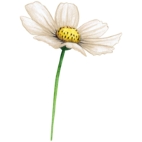 acuarela blanco salvaje flor png